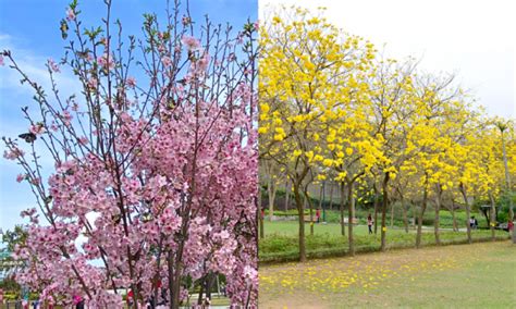 黃鐘花風水|黃花風鈴木香港賞花地點一覽 